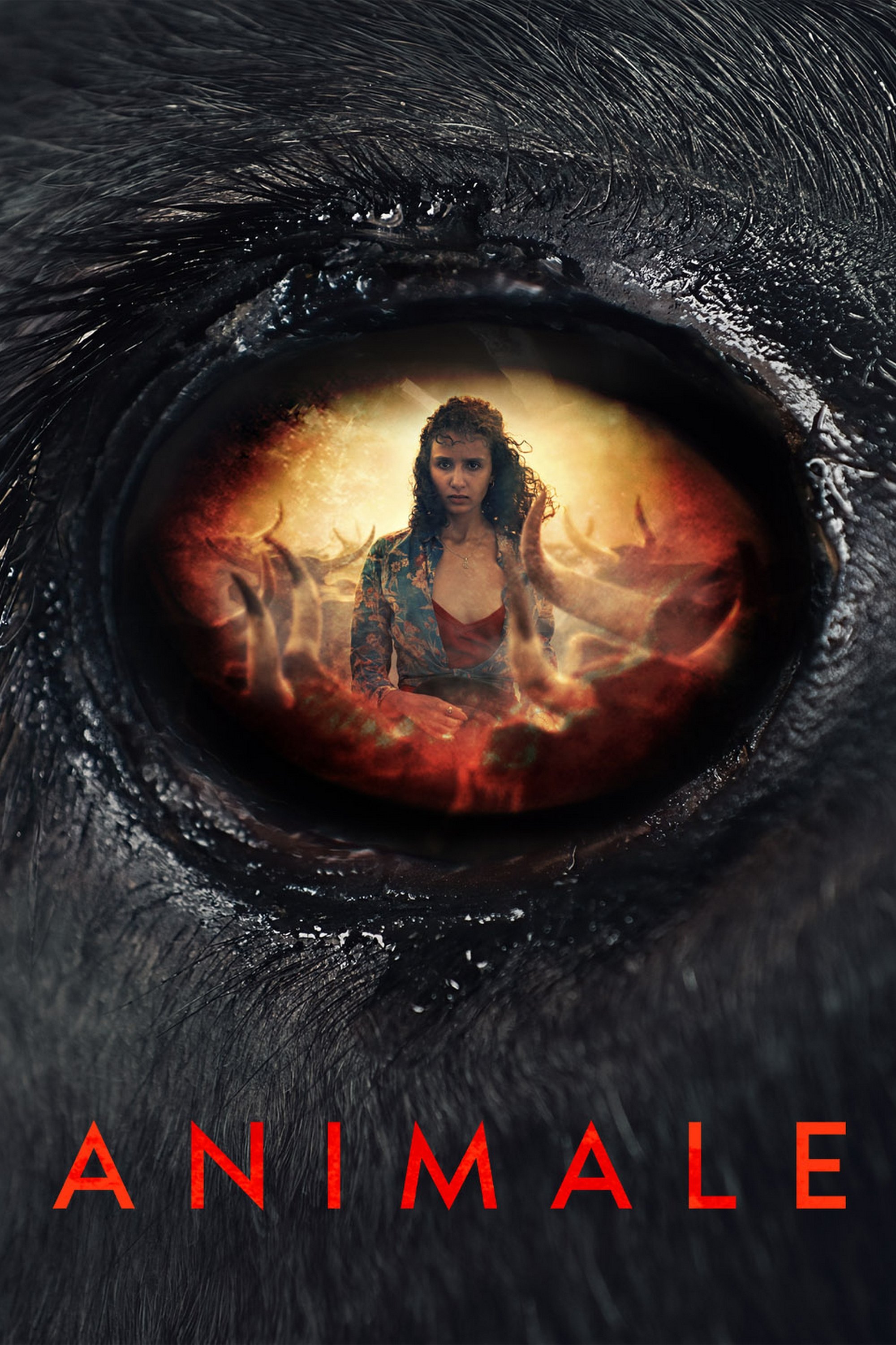 Animale poster
